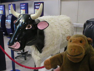 Mr Monkey in front of a black cow wearing a white sheepskin