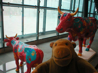 Mr Monkey in front of a red cow and calf