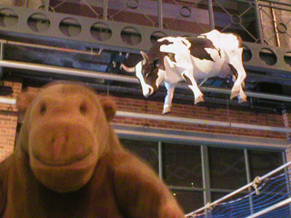 Mr Monkey dodging an airborne cow