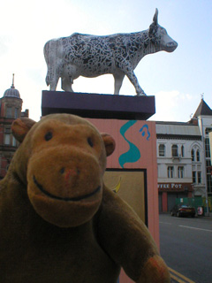 Mr Monkey looking up at a black and white cow