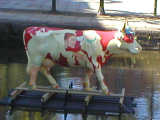A cow floating on a raft