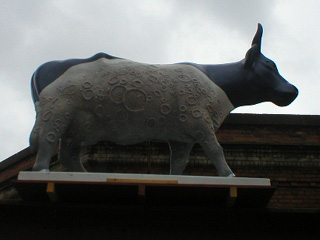 A cow with moon craters and horizon on its side