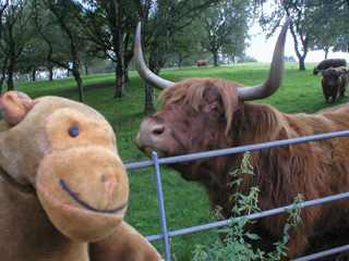 Mr Monkey in front of a real life highland cow