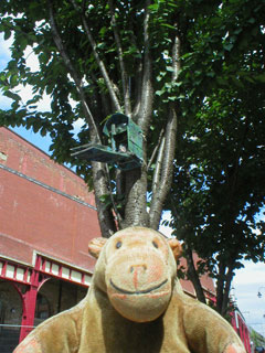 Mr Monkey looking up a tree to see Fauna Automata (Machine 4) by Dan Staincliffe