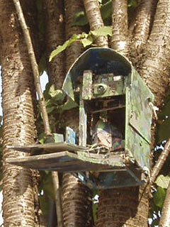 Dan Staincliffe's Fauna Automata (Machine 4) camera trap in a tree outside the gallery
