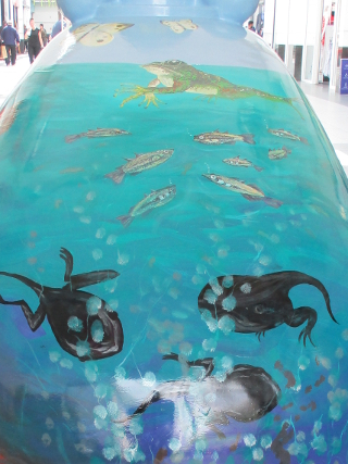 Half-grown frogs swimming on Mrs Mersey's back