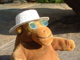 Mr Monkey in the sunshine, in sun hat and shades