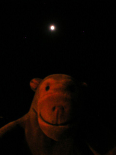 Mr Monkey looking at the now uneclipsed moon