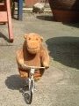 A bike riding Monkey