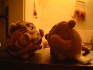 Mr Cat and the Stripey Cat plotting