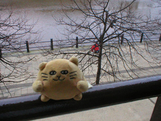 Mr Cat looking down from a hotel window at a man fishing beside the Tyne