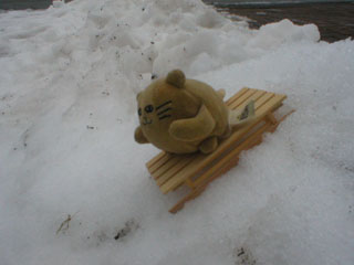 Mr Cat speeding down a snowy slope on his sledge