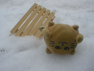 Mr Cat lying on his head beside the overturned sledge