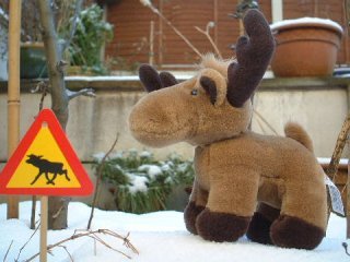 Mr Elk roaming in the snow