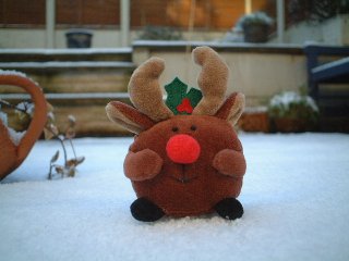 Mr Reindeer frolics in the snow