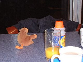 Monkey on a cafe table