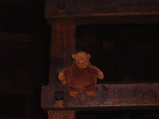 Monkey on a cafe table