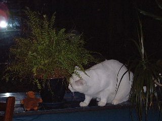 Monkey meets a white cat