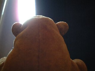 Monkey tries to look out of the plane window