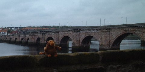 Monkey sitting on a quayside wall