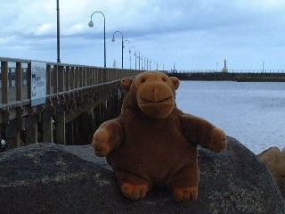 Monkey on a rock by the quay at Amble