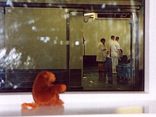 Watching the fish auction