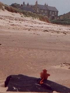 Monkey looking at a house by the beach