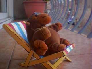 Mr Monkey relaxing on his balcony