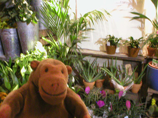Mr Monkey looking at flowers at Northern Flower