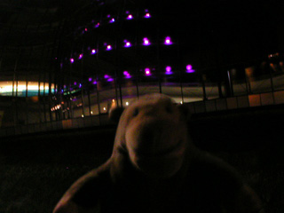 Mr Monkey looking up at the Sage