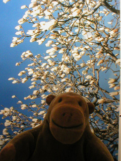 Mr Monkey looking at Magnolia