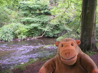 Mr Monkey looking at the Goyt