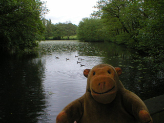 Mr Monkey at the Nether Alderley lake