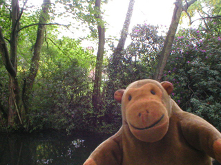 Mr Monkey looking at the trees in front of Nether Alderley Hall