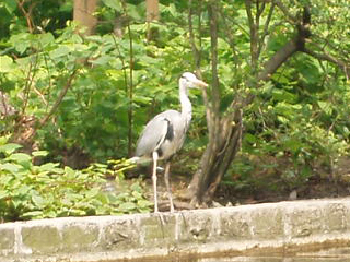 A grey heron beside a lake