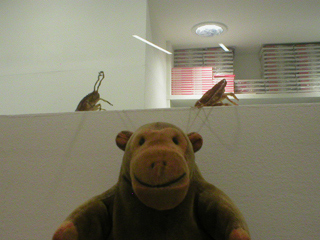 Mr Monkey studying a pair of cockroaches