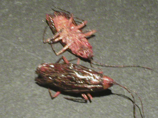 A whole cockroach and a flattened cockroach on the gallery floor