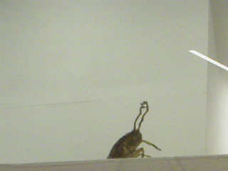 A cockroach peering from a shelf