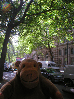 Mr Monkey looking at trees on Northumberland Avenue