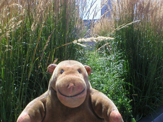 Mr Monkey looking at grasses planted on the upper walkways of the NT