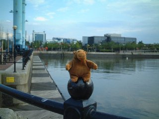 Mr Monkey on a bollard