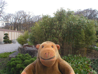 Mr Monkey looking at a stand of bamboo