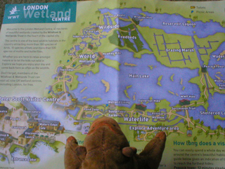 Mr Monkey examining his map of the Wetlands Centre