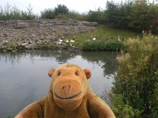 Mr Monkey watching geese flocking on Spitzbergen