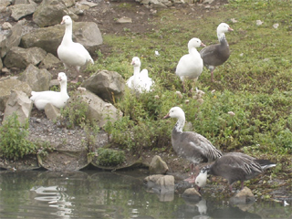 Lesser snow geese on Spitzbergen