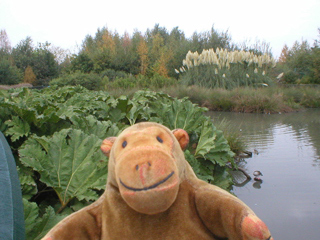 Mr Monkey looking at a South American floodplain