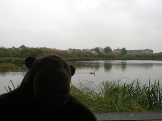 Mr Monkey looking at the Reservoir Lagoon from the Wildside Hide 