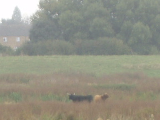 Cattle on the Grazing Marsh