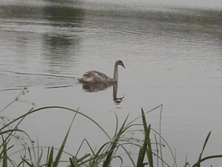 A swan on the Reservoir Lagoon