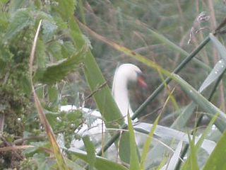 A swan spotted through tall reeds